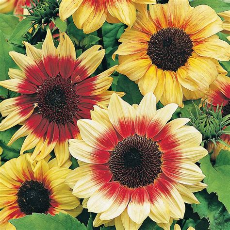 Sunflower magoc roundabput
